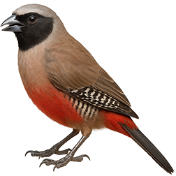 Black-cheeked Waxbill